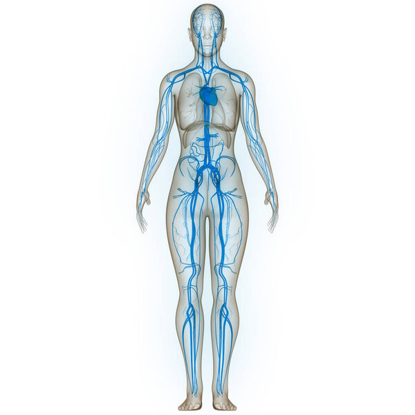 Human Circulatory System Heart Anatomy. 3D illustration 