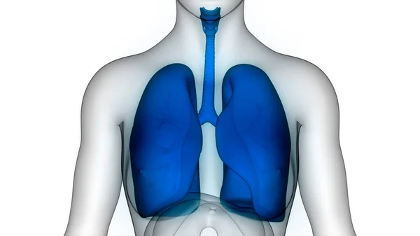 Human Respiratory System Lungs Anatomy Illustration — Stock Photo, Image