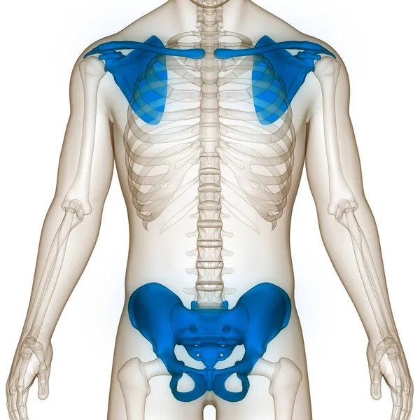 Nsan Skelet Sistemi Göğüs Korsesi Omuz Korsesi Pelvik Korse Anatomisi — Stok fotoğraf