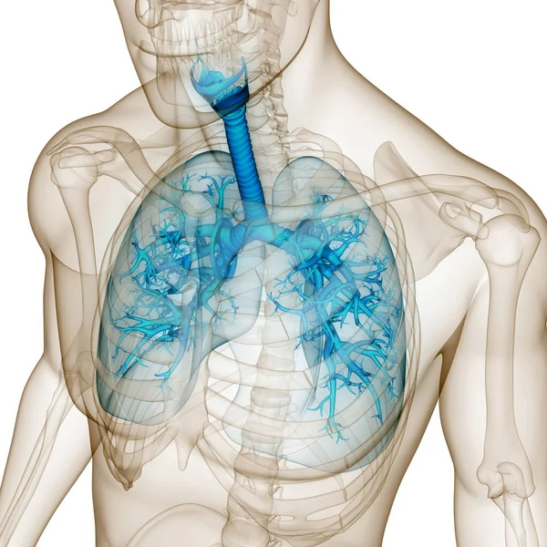 Human Respiratory System Lungs  Anatomy. 3D illustration