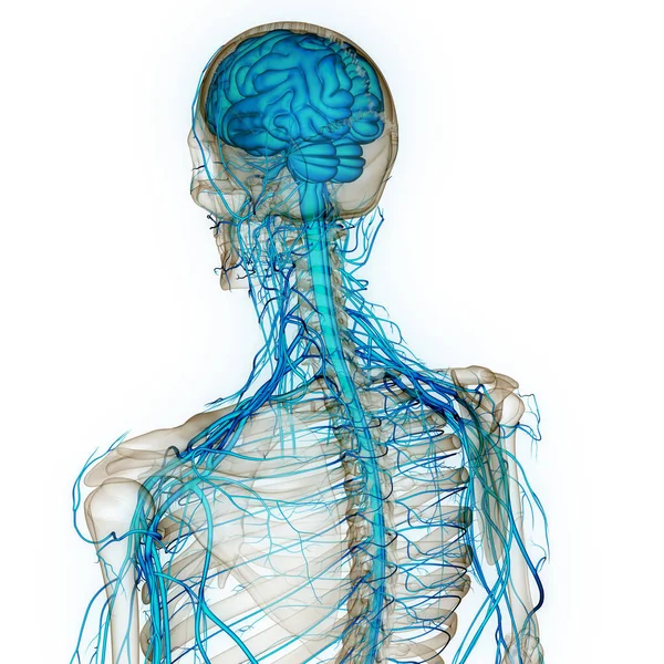 İnsan Sinir Sistemi Beyin Anatomisi Merkezi Organı. Üç Boyut