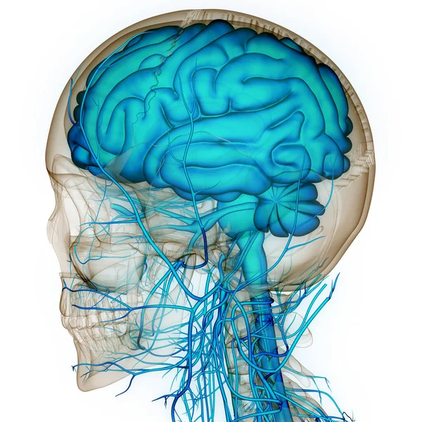 Nsan Sinir Sistemi Beyin Anatomisi Merkezi Organı Boyut — Stok fotoğraf