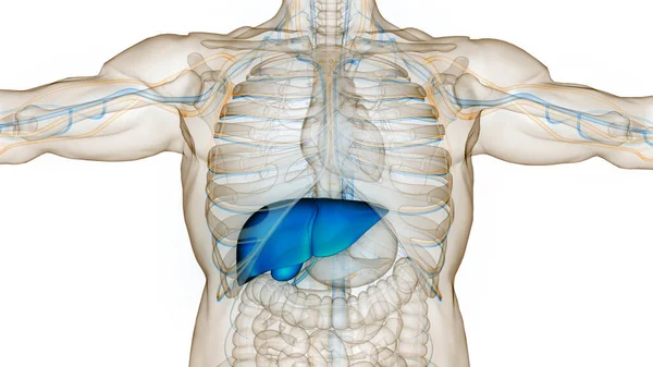 Human Internal Digestive Organ Liver Anatomy Ilustrasi — Stok Foto