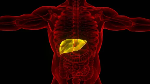 Human Internal Digestive Organ Liver Anatomy. 3D illustration