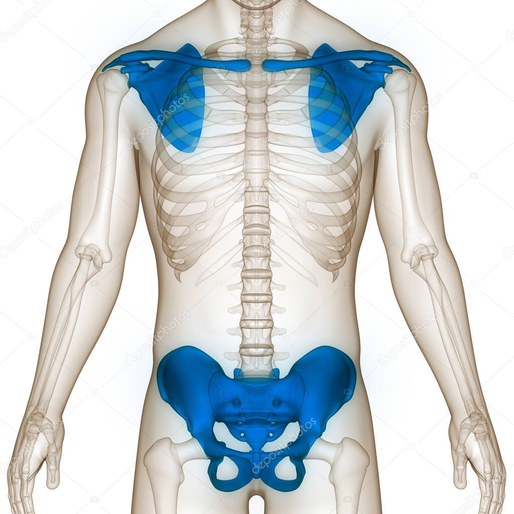 Human Skeleton System Pectoral (Shoulder Girdle) and Pelvic Girdle Anatomy. 3D