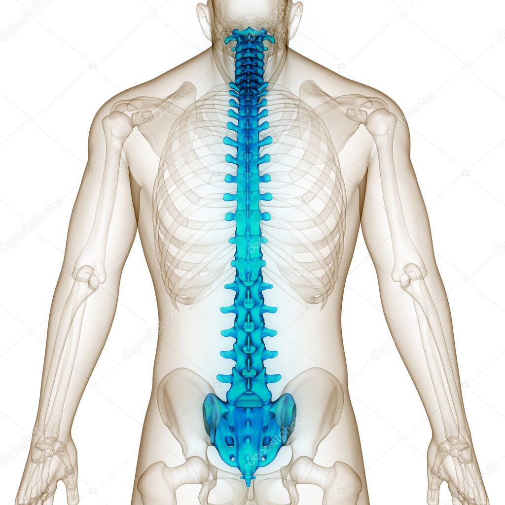 Vertebral Column of Human Skeleton System Anatomy