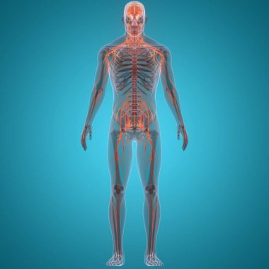 İnsan Sinir Sistemi Beyin Anatomisi Merkezi Organı. Üç Boyut