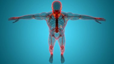 İnsan iç sistemi lenf düğümleri anatomisi. Üç Boyut