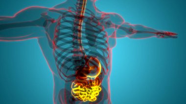 İnsan Sindirim Sistemi İnce Bağırsak Anatomisi. Üç Boyut