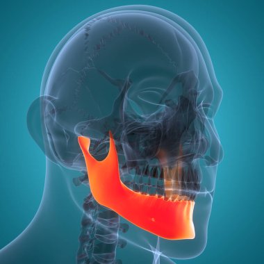 İnsan İskelet Sistemi Kafatası Kemiği Alt Çene Anatomisi. Üç Boyut