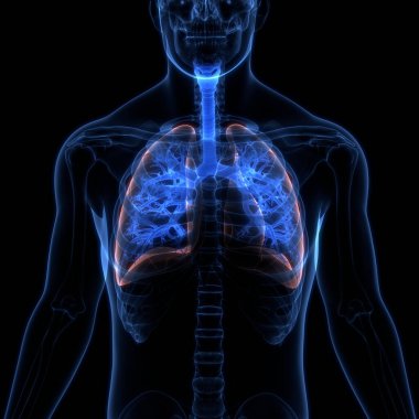 İnsan Solunum Sistemi Akciğerleri Anatomisi. 3B illüstrasyon 