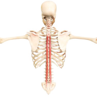 İnsan Kas Sistemi Gövde Kasları Spinalis Kas Anatomisi. Üç Boyut