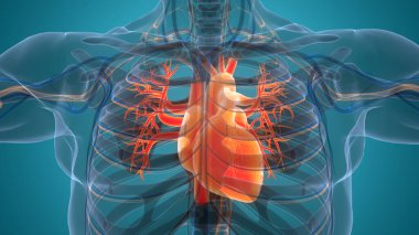 İnsan Dolaşım Sistemi Kalp Anatomisi. 3B illüstrasyon 