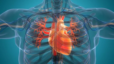 Human Circulatory System Heart Anatomy. 3D illustration  clipart