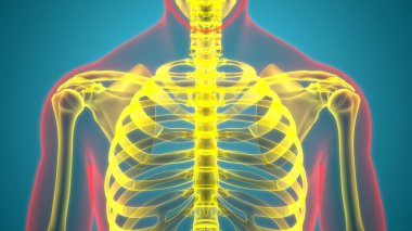 İnsan iskeleti kemik eklemleri anatomisi. Üç Boyut