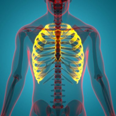 İnsan iskeleti kemik eklemleri anatomisi. Üç Boyut