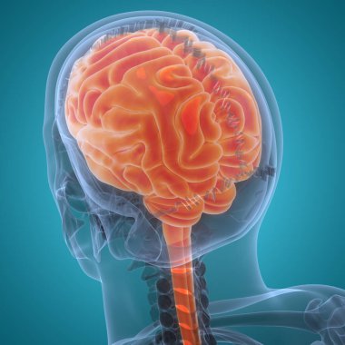 İnsan Sinir Sistemi Beyin Anatomisi Merkezi Organı. Üç Boyut