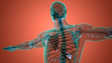 İnsan iç sistemi lenf düğümleri anatomisi. Üç Boyut