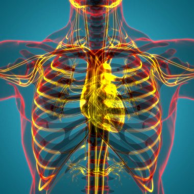 İnsan Dolaşım Sistemi Kalp Anatomisi. 3B illüstrasyon 