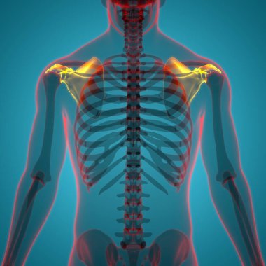 İnsan İskelet Sistemi Göğüs Korsesi (Omuz Korsesi) Anatomisi. Üç Boyut