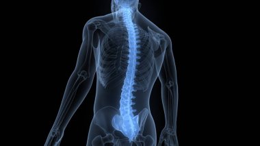 Vertebral Column of Human Skeleton System Anatomy clipart