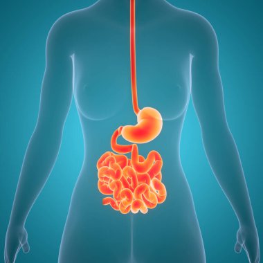 İnsan sindirim sistemi mide anatomisi. Üç Boyut