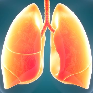İnsan Solunum Sistemi Akciğerleri Anatomisi. 3B illüstrasyon 