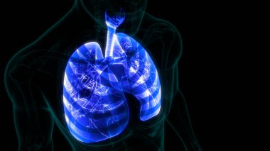 İnsan Solunum Sistemi Akciğerleri Anatomisi. 3B illüstrasyon 