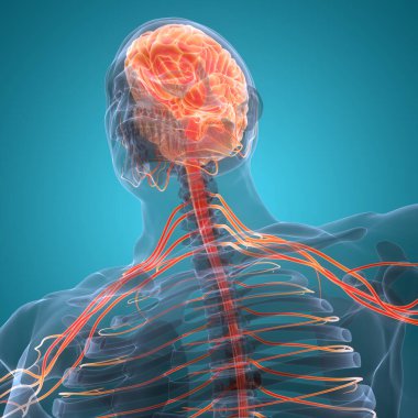 İnsan Sinir Sistemi Beyin Anatomisi Merkezi Organı. Üç Boyut