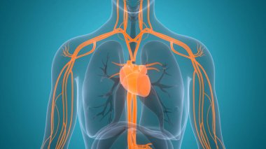 İnsan Dolaşım Sistemi Kalp Anatomisi. 3B illüstrasyon 