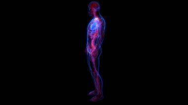 İnsan Dolaşım Sistemi Kalp Anatomisi. 3B illüstrasyon 