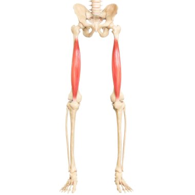 İnsan Kas Sistemi Anatomisi. Üç Boyut