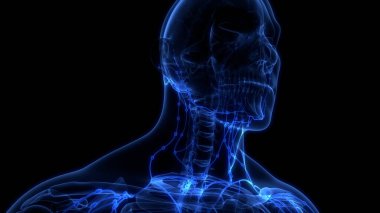 İnsan iç sistemi lenf düğümleri anatomisi. 3B illüstrasyon 