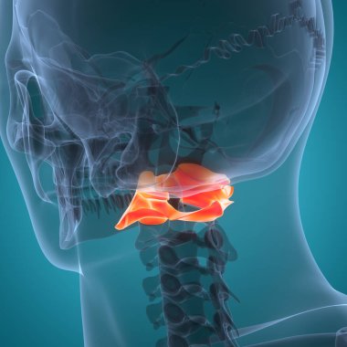 İnsan İskelet Sistemi Anatomisi 'nin omurga omurgası Atlas C1' i. Üç Boyut