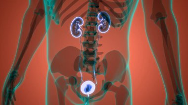 İdrar torbası anatomisi olan insan böbrekleri. Üç Boyut