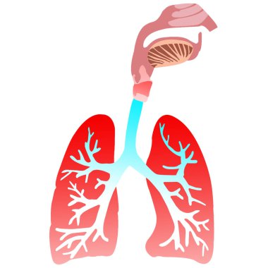 İnsan Solunum Sistemi Akciğerleri Anatomisi. 3B illüstrasyon 