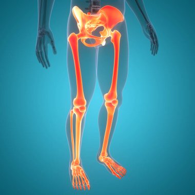 İnsan iskelet sistemi alt uzuv eklemleri anatomisi. Üç Boyut