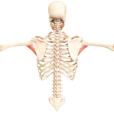 İnsan Kas Sistemi Gövde Kasları İnfraspinatus Kas Anatomisi. Üç Boyut
