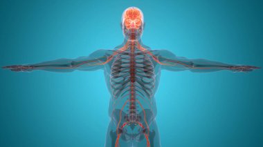 İnsan Sinir Sistemi Beyin Anatomisi Merkezi Organı. Üç Boyut