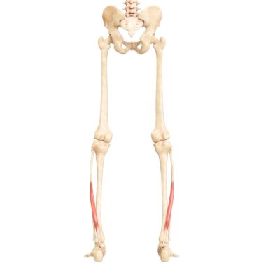 İnsan Kas Sistemi Bacak Kasları Gastrocnemius Kas Anatomisi. Üç Boyut