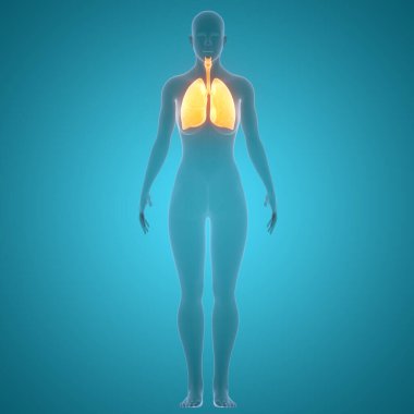 İnsan Solunum Sistemi Akciğerleri Anatomisi. 3B illüstrasyon 