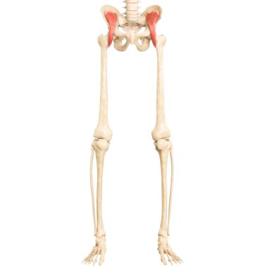 İnsan Kas Sistemi Bacak Kasları Pectineus Kas Anatomisi Üç Boyut