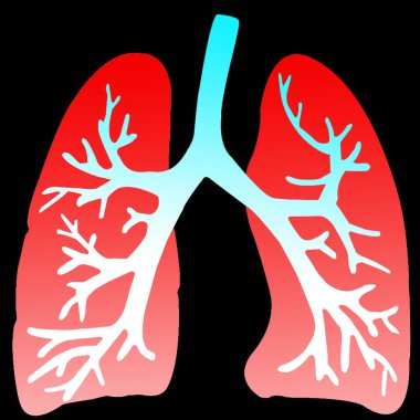 İnsan Solunum Sistemi Akciğerleri Anatomisi. 3B illüstrasyon 