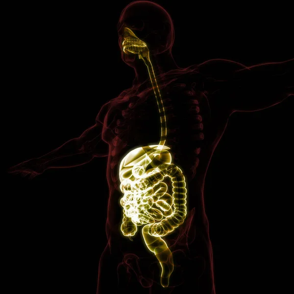 Mänskliga Matsmältningssystemet Anatomi Tredimensionell — Stockfoto