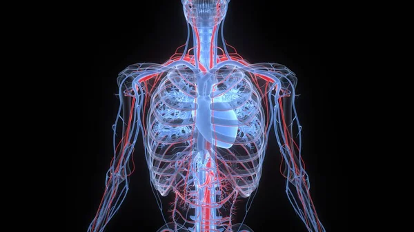 Human Circulatory System Heart Anatomy Illustration — Stock Photo, Image