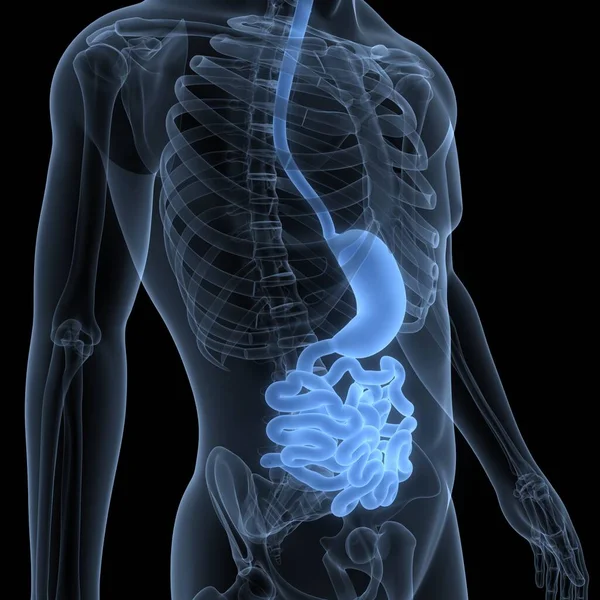 ヒト消化器系小腸の解剖学 — ストック写真