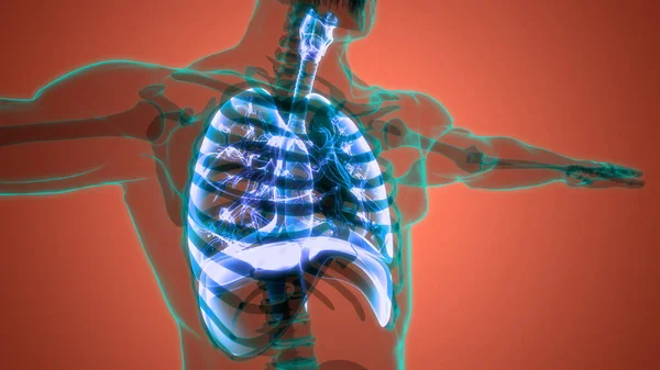 人間の内臓脾臓解剖学 — ストック写真