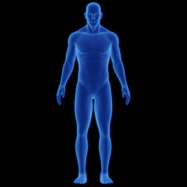 Anatomía Del Cuerpo Muscular Humano —  Fotos de Stock
