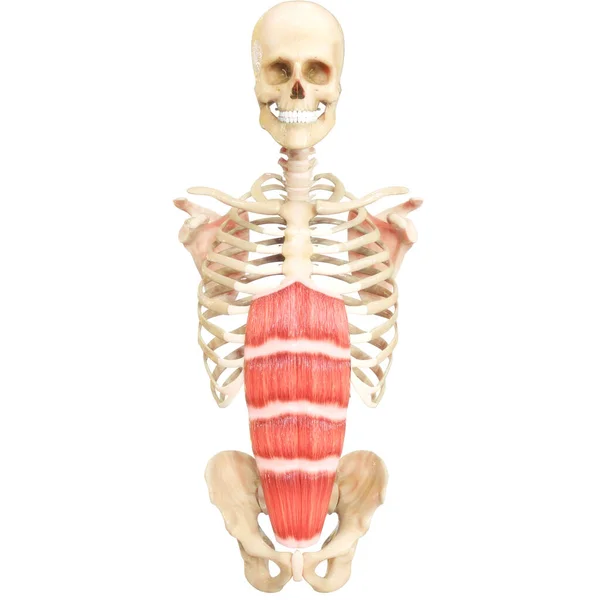 Lidský Svalový Systém Torso Svaly Rectus Abdominis Svalová Anatomie — Stock fotografie