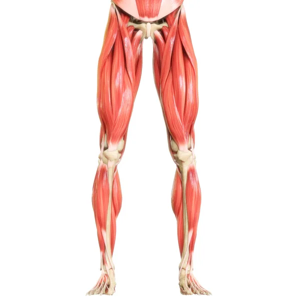 Human Muscular System Muscles Anatomy — Stock Photo, Image